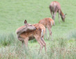 Female Vietnamese Sika Deer grooming. Female Vietnamese Sika Deer grooming.