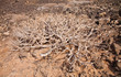 spreading leafless bush of Euphorbia balsamifera, tabaiba dulce, spreading leafless bush of Euphorbia balsamifera, tabaiba dulce,