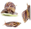 Giant land snail, Achatina fulica, on white background