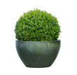 Buxus