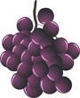 illustration of red grape, isolated on white background illustration of red grape, isolated on white background