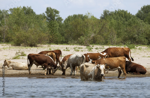 Photo: Cows at a riverbank Cows at a riverbank