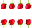 Red Rose frame on white background Red Rose frame on white background