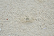 crab on the beach crab on the beach