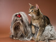 Bolonka Zwetna and cat  in studio