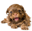 Photo en ligne au meilleur prix Puppy colored lapdog
