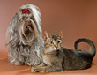 Bolonka Zwetna and cat  in studio