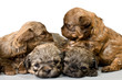 Photo en ligne au meilleur prix Puppies colored lapdog