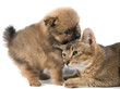 Cat and puppy in studio