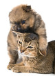 Cat and puppy in studio