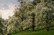 Frühling