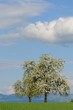 Frühling