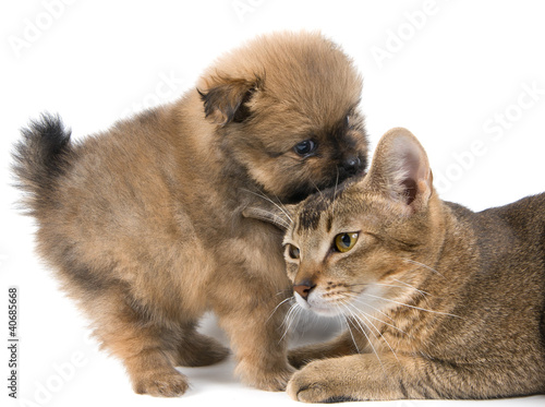 Photo: Cat and puppy in studio Cat and puppy in studio
