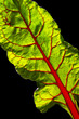 Foglia di Bietola rossa 3