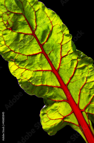 Photo: Foglia di Bietola rossa 3 Foglia di Bietola rossa 3