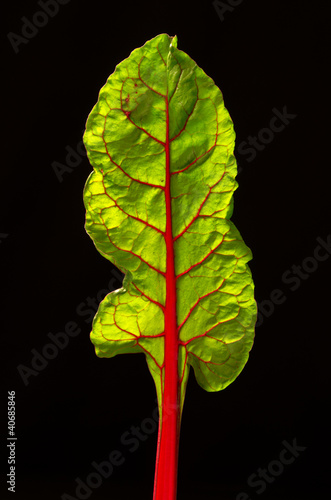 Photo: Foglia di Bietola rossa 4 Foglia di Bietola rossa 4