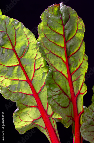 Photo: Foglie di Bietola rossa Foglie di Bietola rossa
