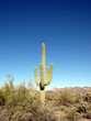 Giant cactus in desert