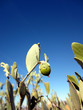 Desert plant with berries