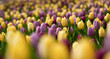 Tulip - flower ocean