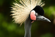 Funny looking Bird