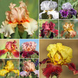 collage with bearded iris flowers