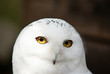 White Owl with Sun in Face