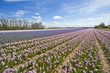 Hyacinth Fields