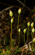 Inflorescence of Haircap Moss (Polytrichum). Inflorescence of Haircap Moss (Polytrichum).