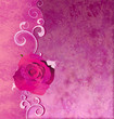 magenta rose grunge illustration background romance background