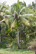 Coconut palms in Backwaters, Kerala, India