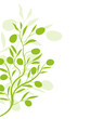 floral olive olivenzweig ornament muster olivenöl blatt baum