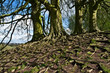 Tree Roots