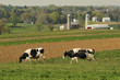 dairy cows farm