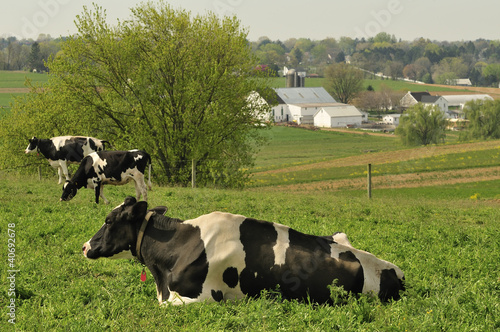 Photo: Lancaster county dairy farm Lancaster county dairy farm