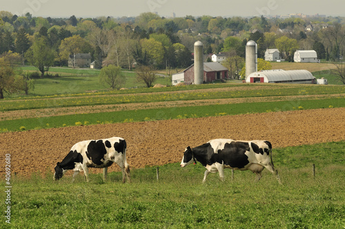 Photo: dairy cows farm dairy cows farm