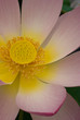 Sacred Lotus