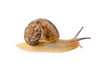 garden snail crawling