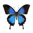 papilio ulysses