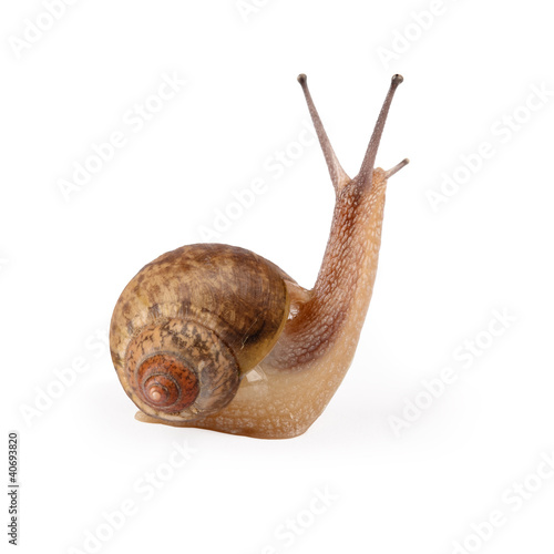 Photo: garden snail is being looked garden snail is being looked