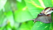 Vídeo: Giant African Land Snail Giant African Land Snail