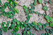Ficus pumila