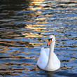 swan