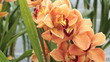 Bouquet of Orchid