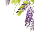 glycine de chine - bordure. Wisteria
