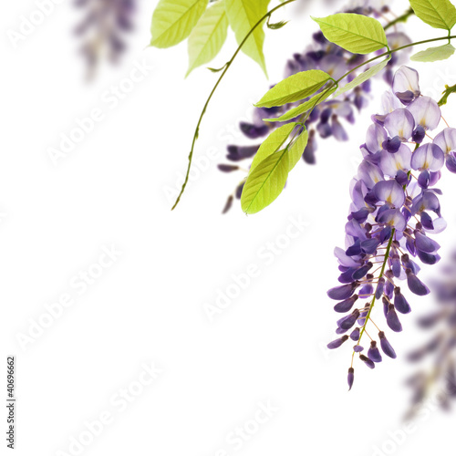 Photo: glycine de chine - bordure. Wisteria glycine de chine - bordure. Wisteria