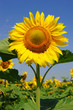 sunflower field