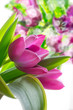 Pink tulips