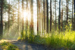 foggy woods