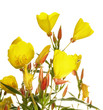 Oenothera glazioviana